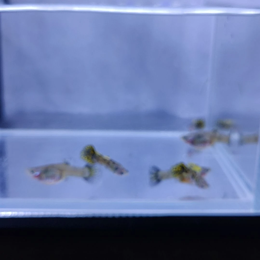 孔雀鱼孔雀鱼黄虎斑孔雀鱼。