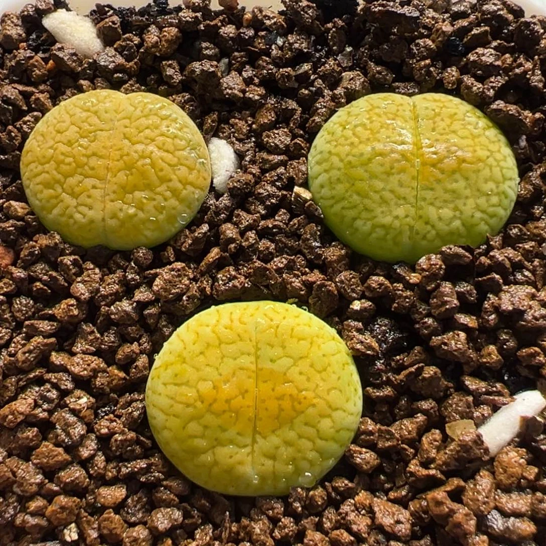 哈密瓜多肉植物盆栽栽培