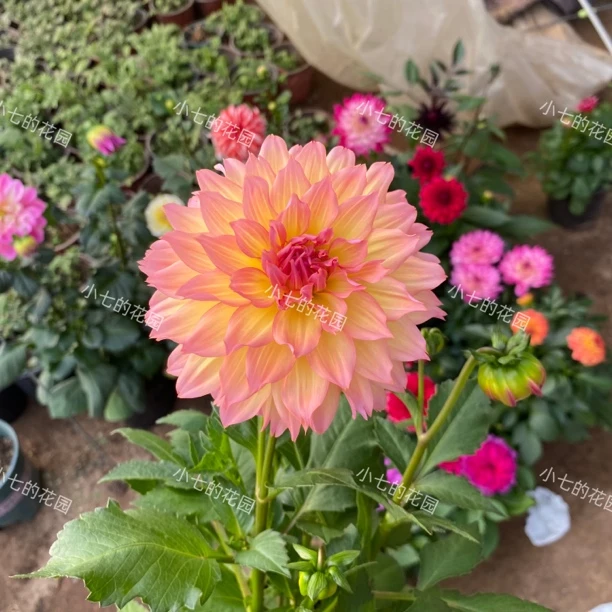 【朵拉】大丽花（盆栽）带花苞原盆发货（盆坏不赔