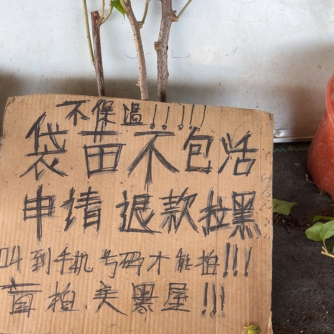 青***纱当前无花朵，栽培后可花朵袋苗盲盒三颗不包活8