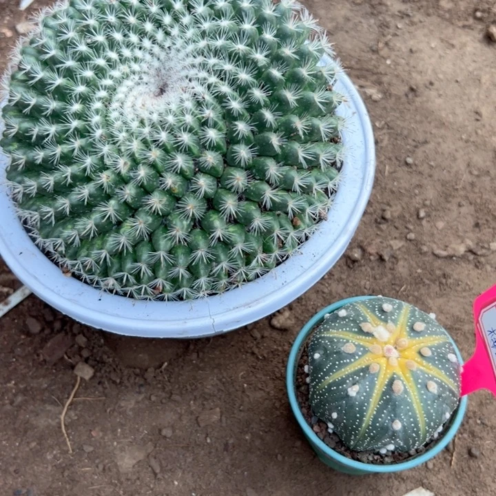 楼***诺恭喜发财。