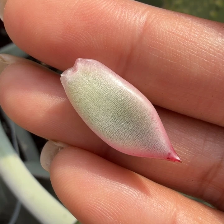 皮蛋锦一个叶片 母本在下面链接