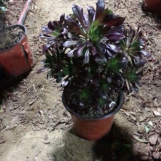 彩***梦黑法师多肉植物42