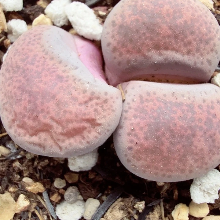 哈哈笑不出话就784我们