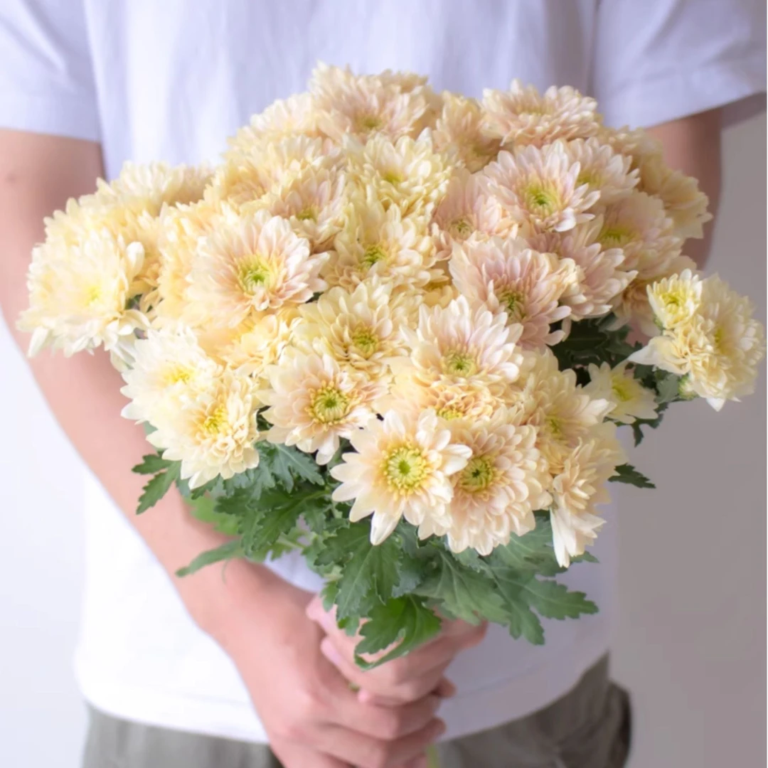 【香草沙拉小雏菊】鲜花花束云南昆明基地直发家用水养花鲜花束