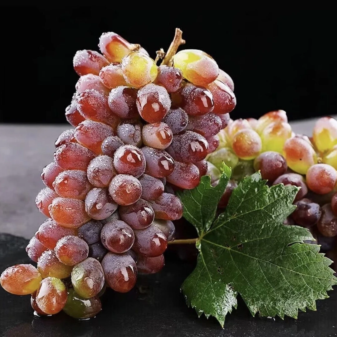 云南高原新鲜现摘南方现发薄皮无籽无核水果云南茉莉香小葡萄