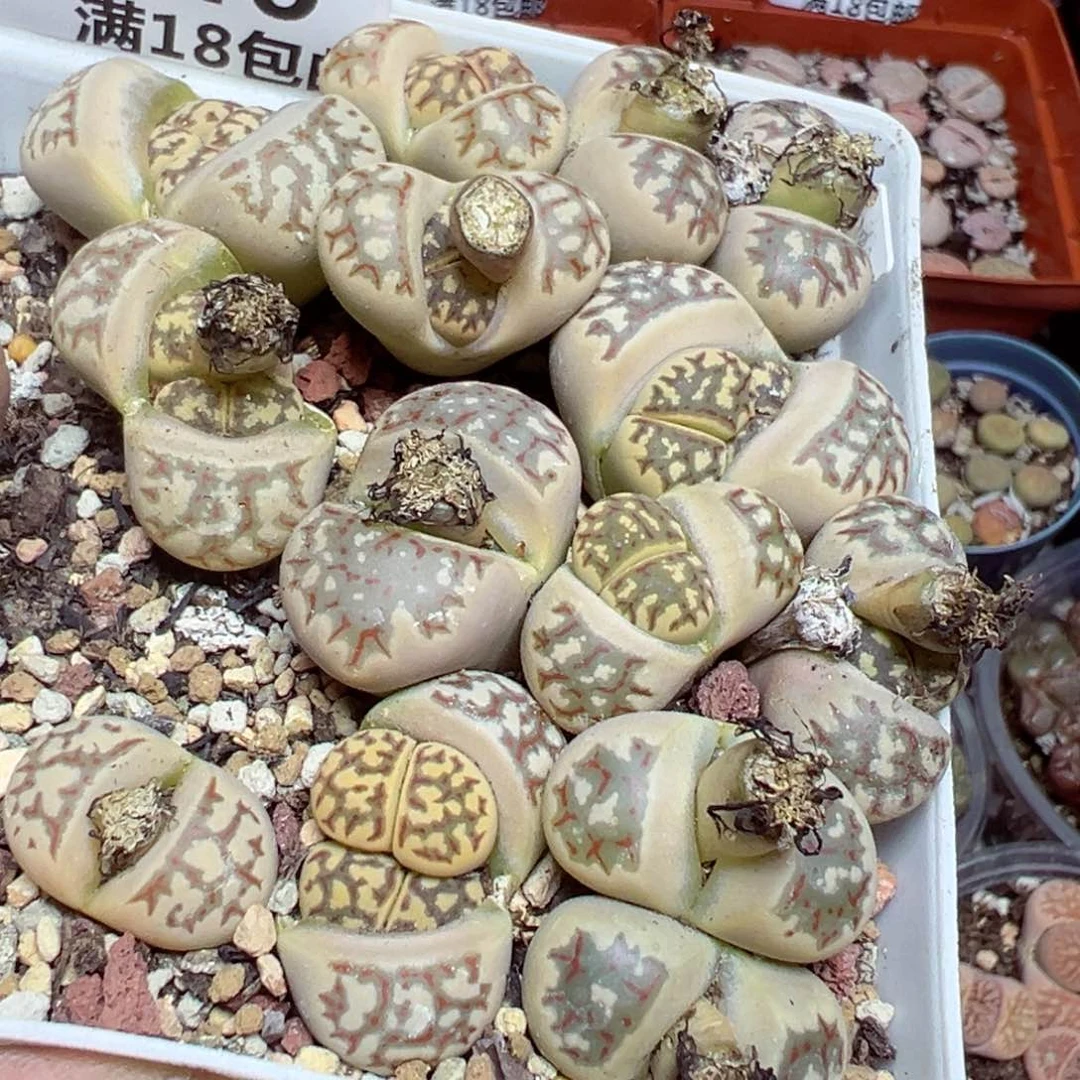 【闪购商品】 546。