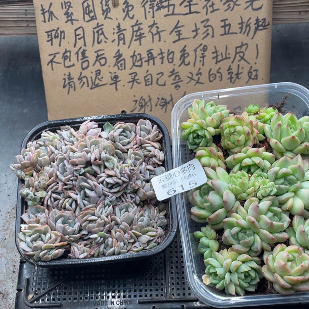 云糖心多肉植物615