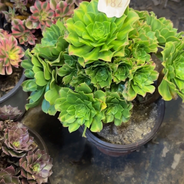 翡翠琉璃多肉处理不包断头1827