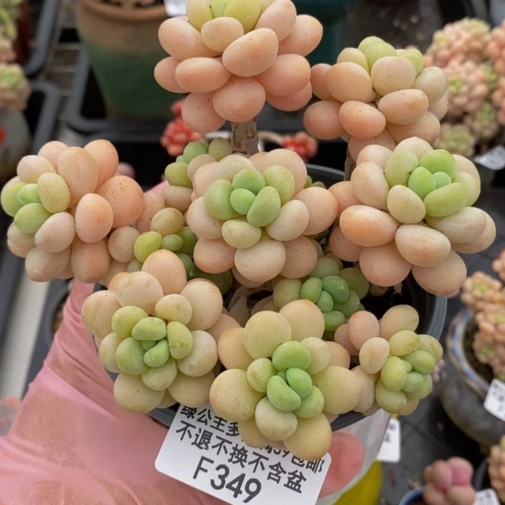 洛可可老桩10cm349多肉植物