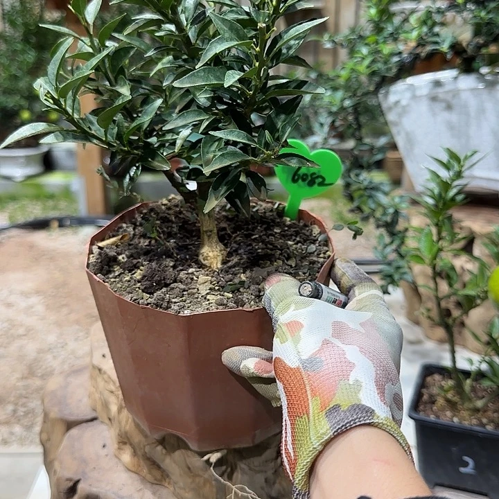 钧***帅直播间八房柑一物一拍