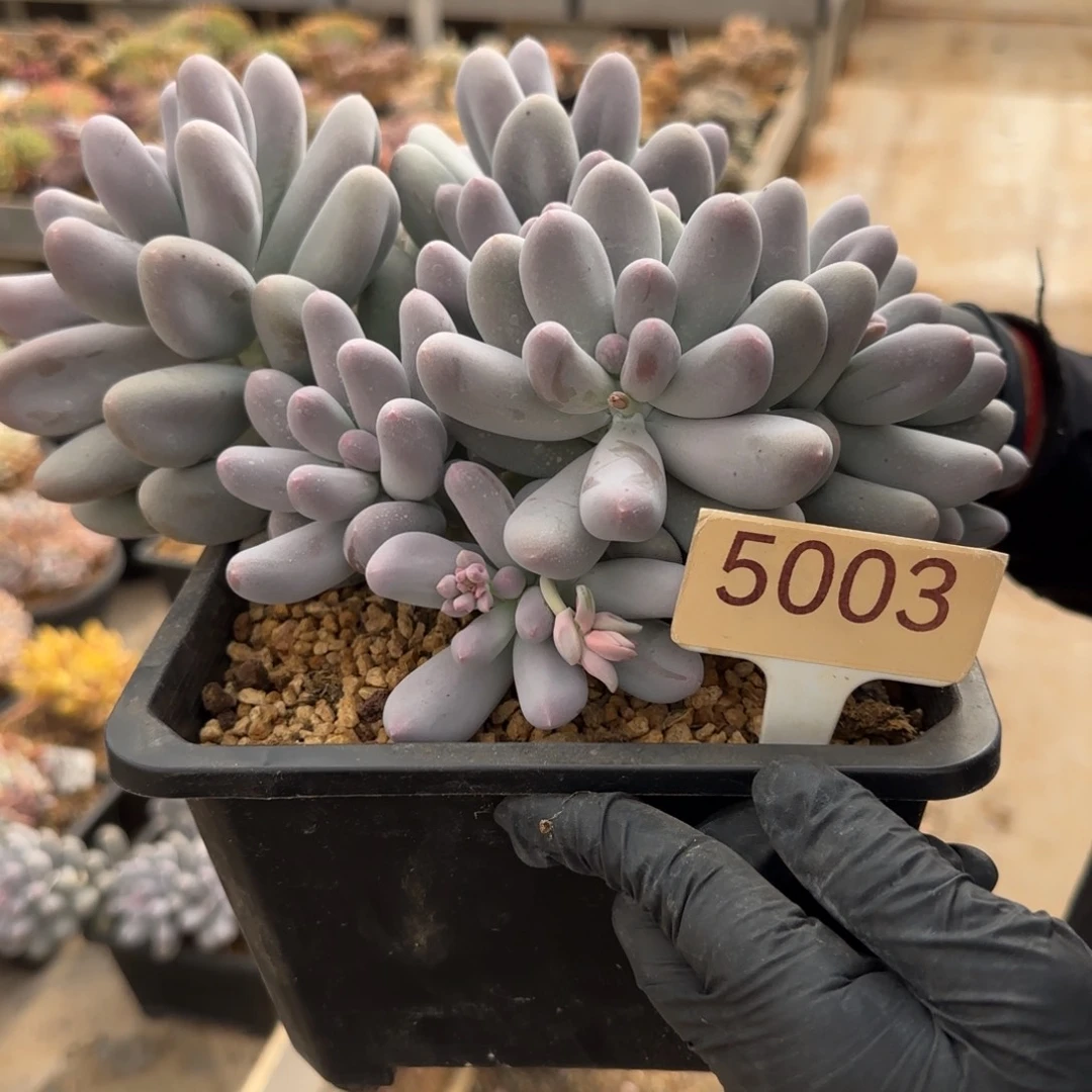 W***.5003。      米可奶多肉