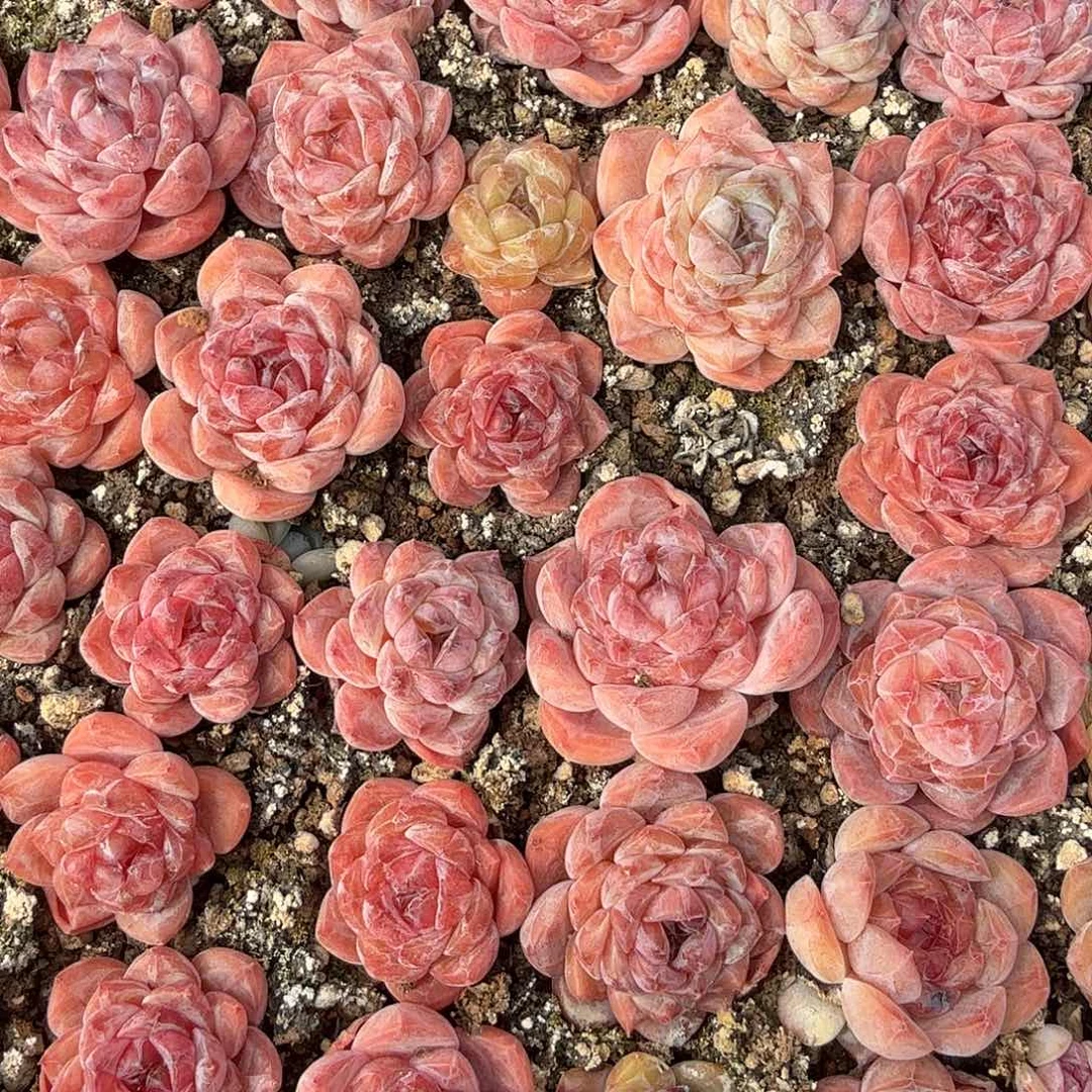 混合糖心正方形多肉切糕（量拍）