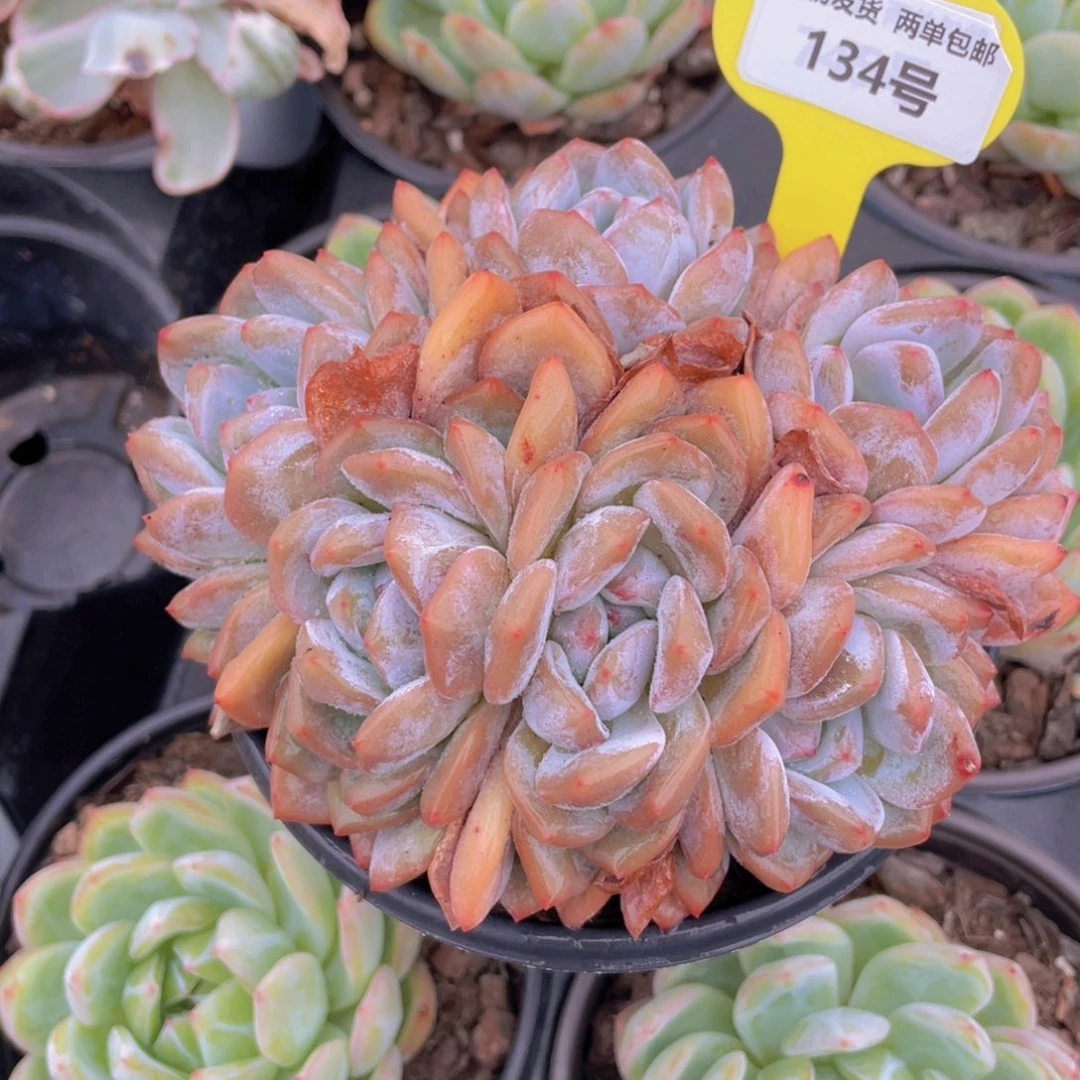 134号 母本韩橙朵朵缀