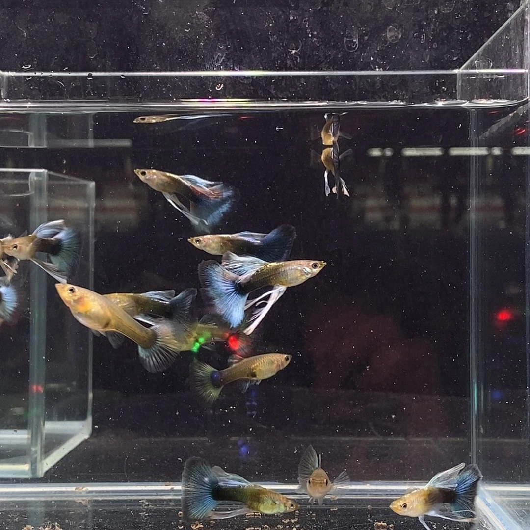 海水鱼蓝礼服绣纯观赏15条