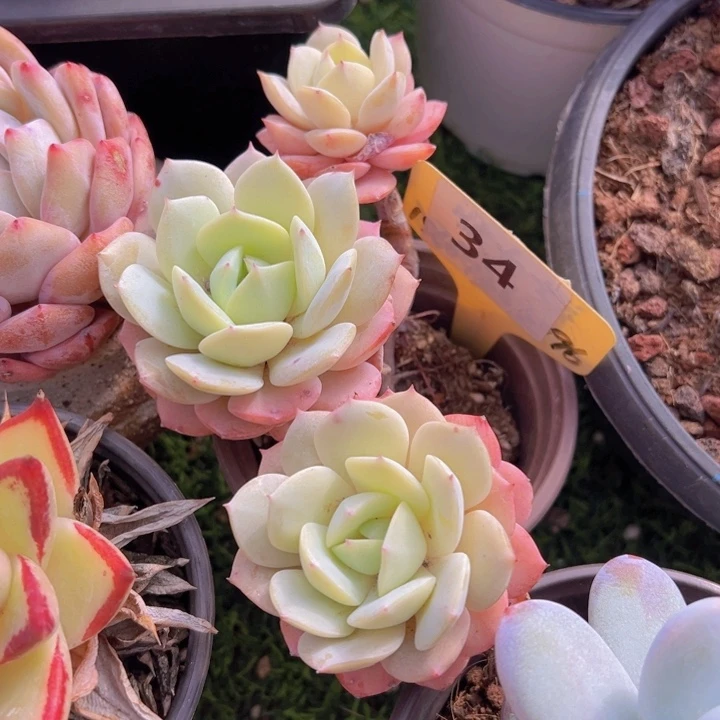 健健康康平平安安