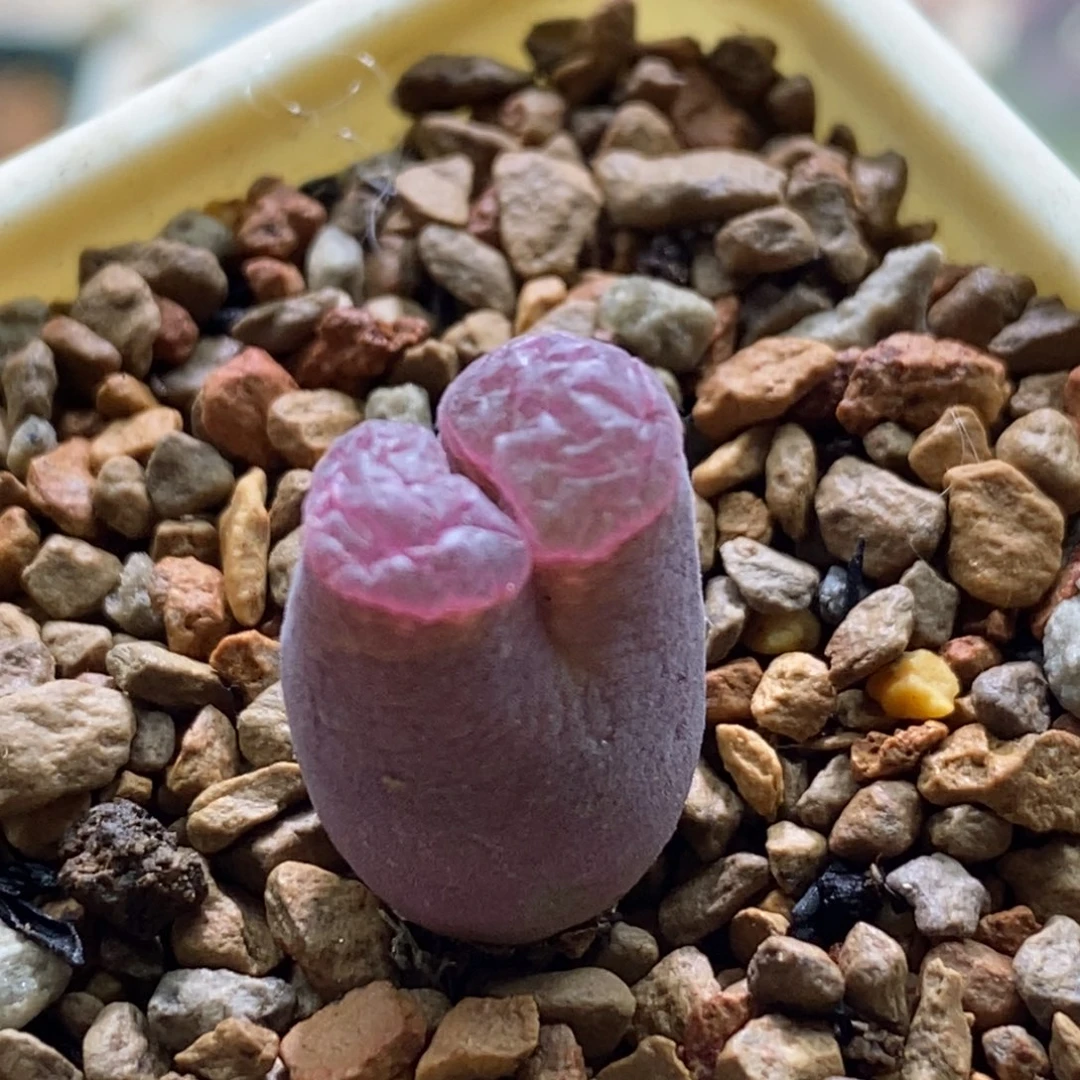 很好看的红磁铁一颗