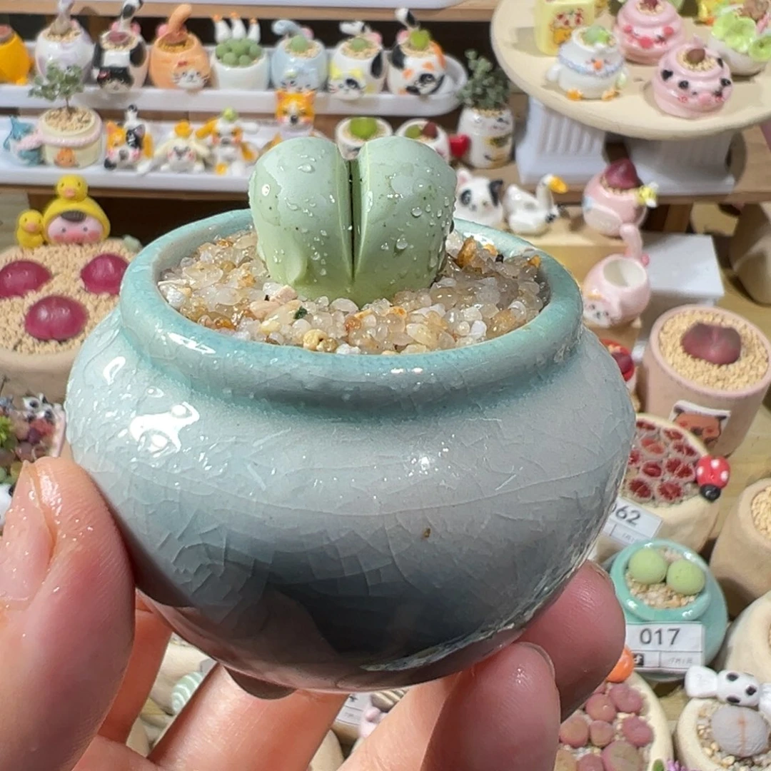 多肉植物72号元宝