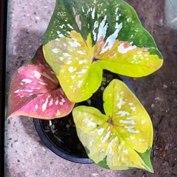 3-0611变形金刚泰国发货