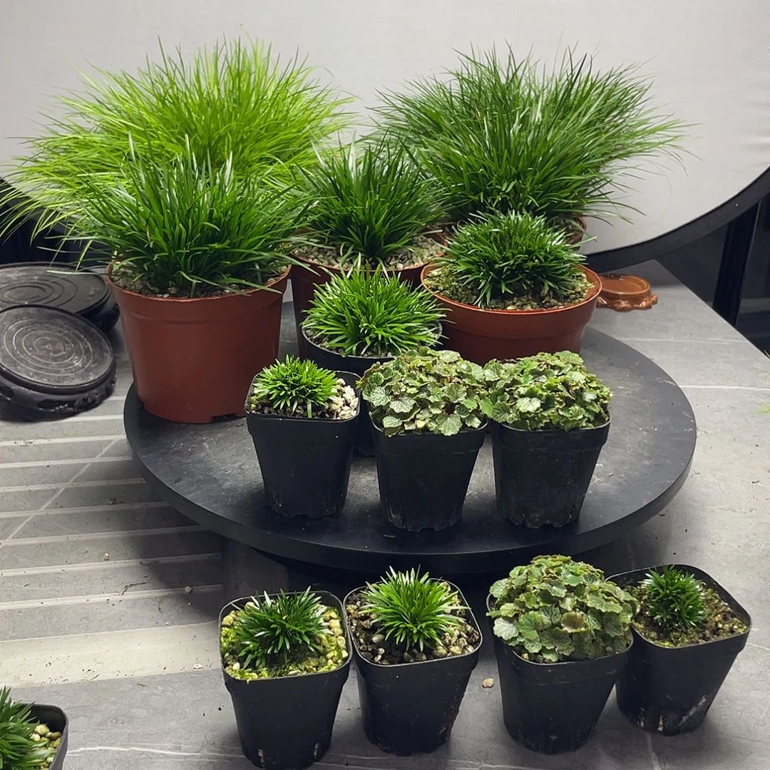 且***风无花朵菖蒲多盆组合