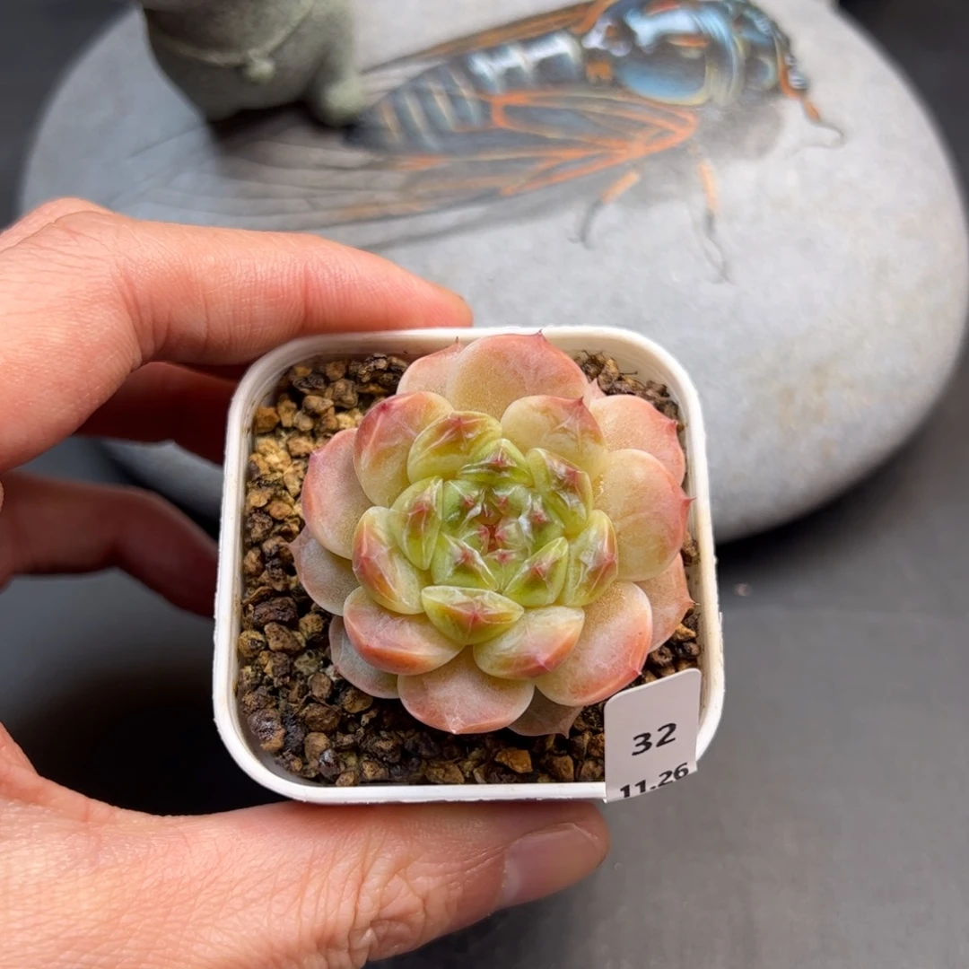 好好看32、哈哈哈哈哈