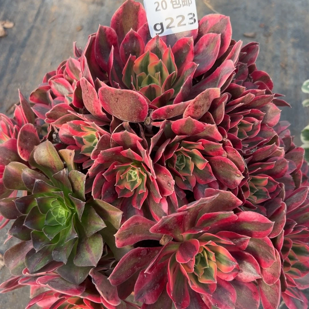 223女妖，满20包邮嘟叮熊