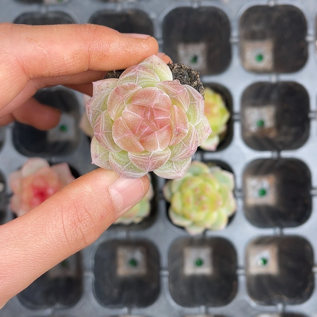 多肉植物一物一拍2-65