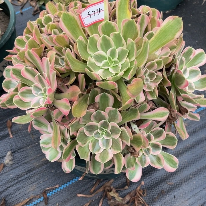 574男神多肉植物法师