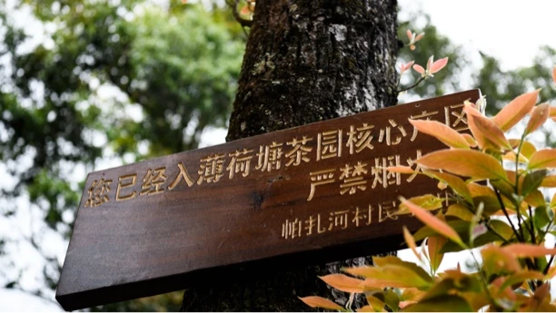 2025头春头采《草果地薄荷塘2类古树 》