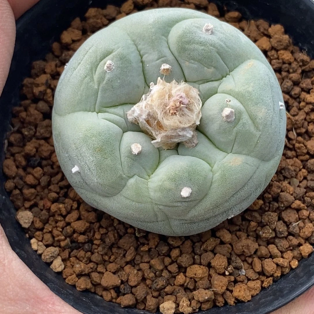 飘*无刺仙人球开花了