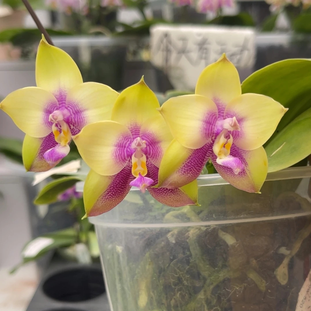 完全开放918 5寸弥陀amm72 叶瑕疵 福利一物一拍