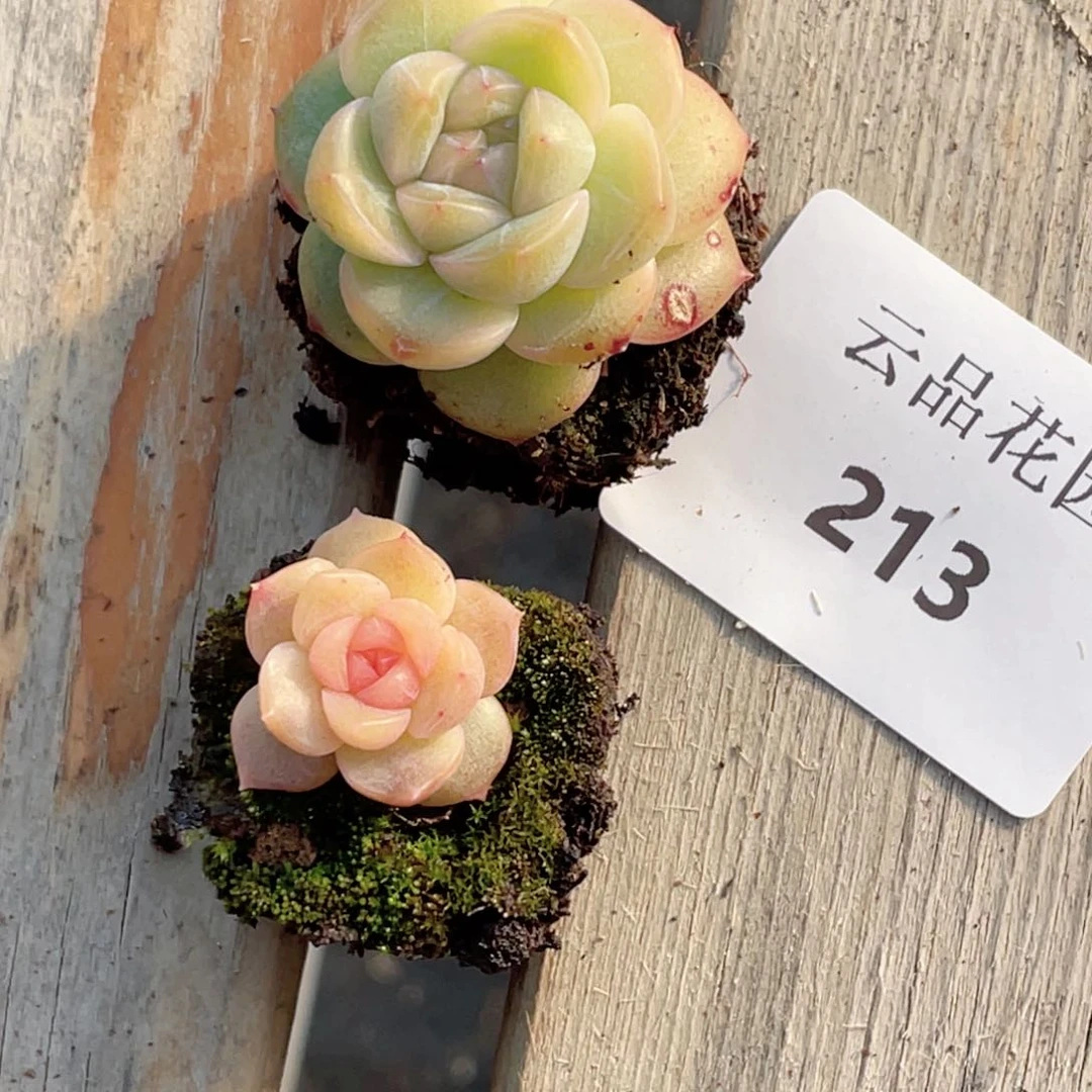 挽*、213号糖心冰心珍妮2