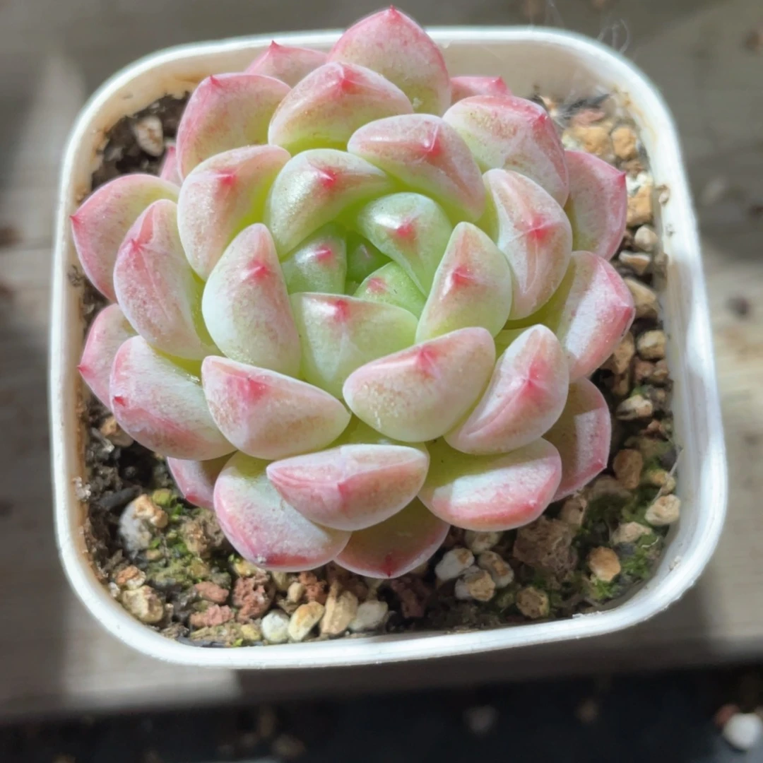 优选甜心珍妮1380