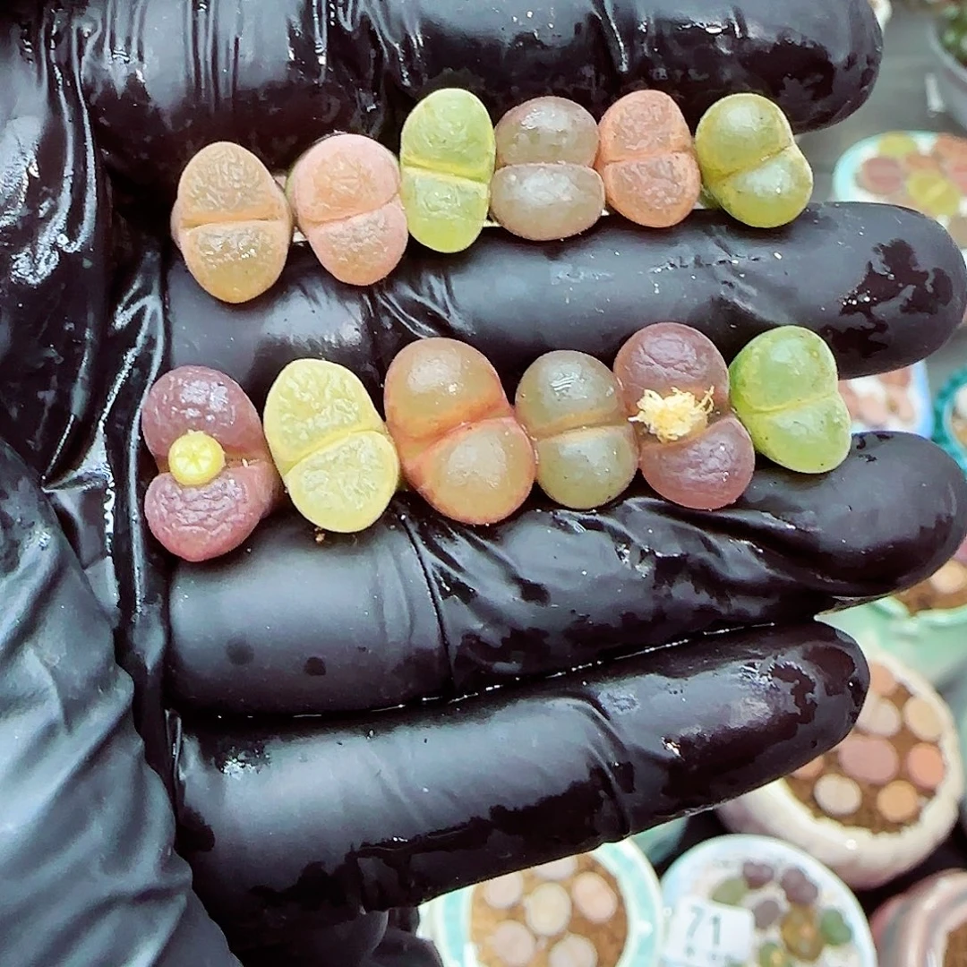 生石花满18包邮1212-92