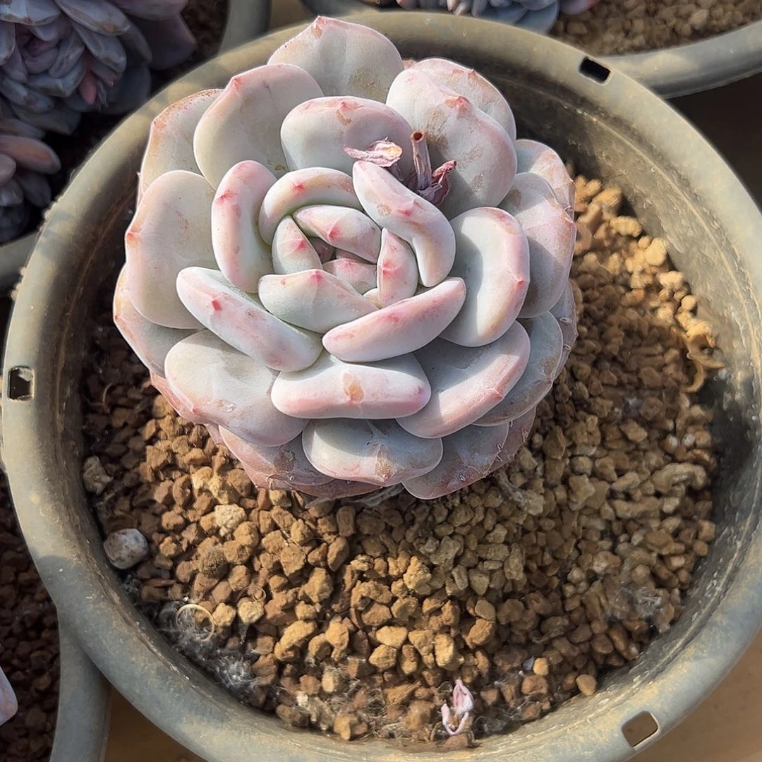 榴石榴变异单头多肉植物