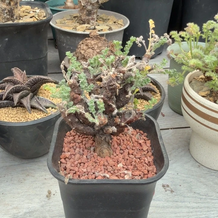 用****3黑珊瑚（满28包邮）