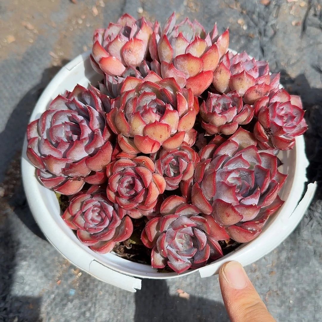 暗冰多肉植物精品