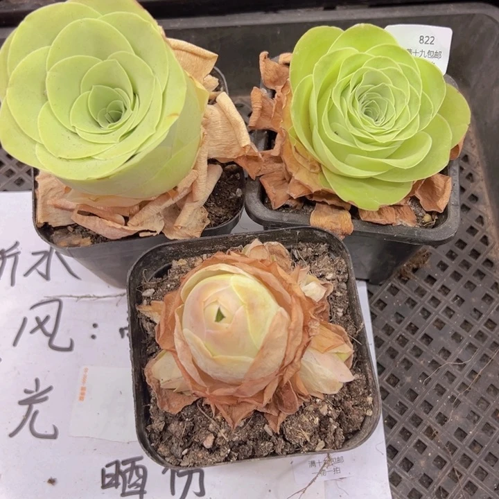 822 裸根不带土发货不包损