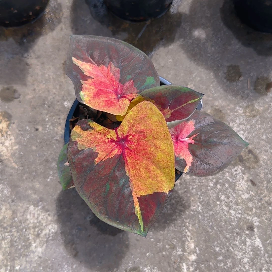 雨*天2-0628泰国发货