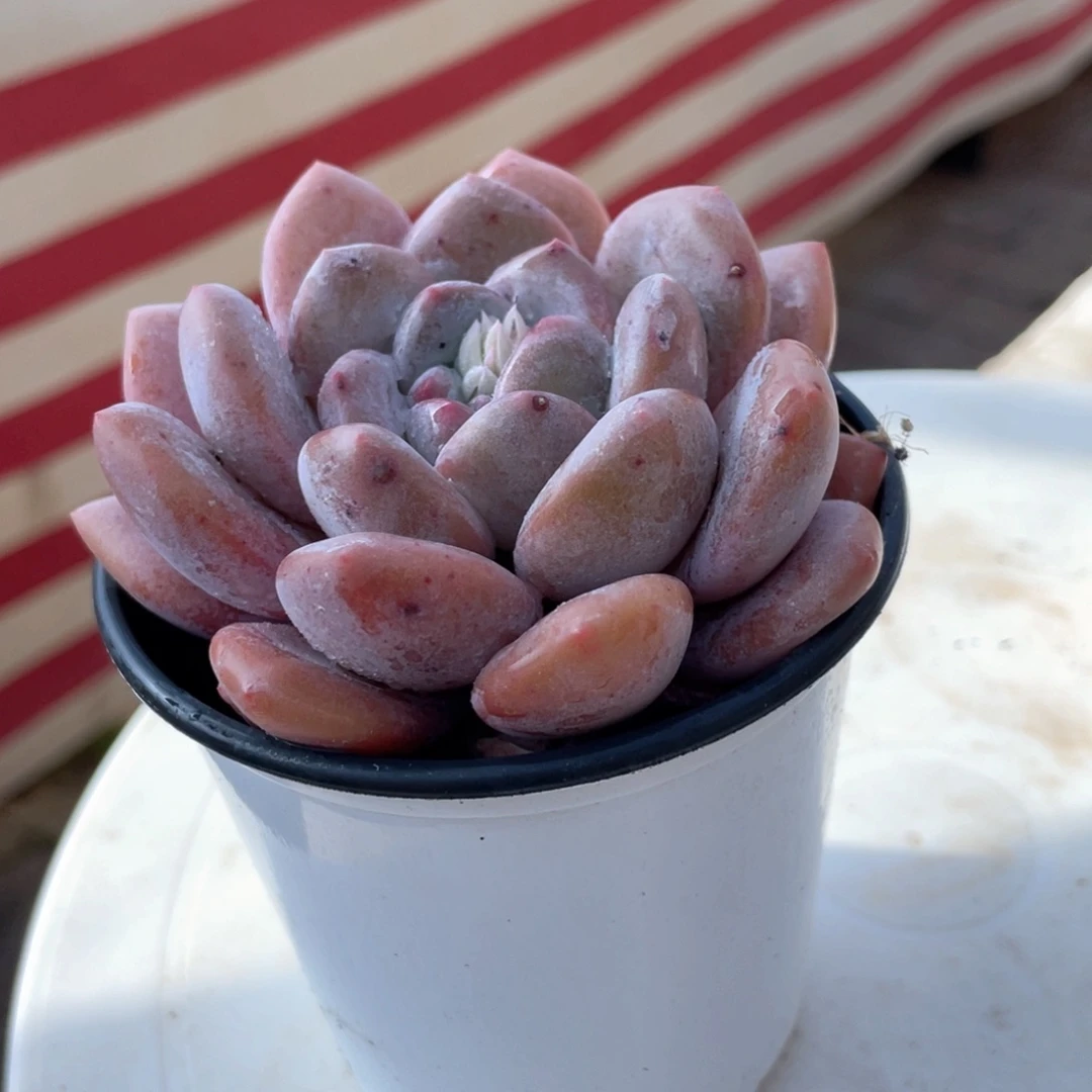 雪桂多肉植物19.8