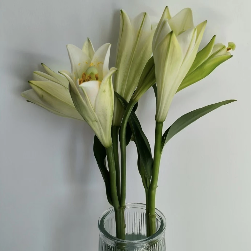 5支铁炮百合拉家居鲜花配送范围江浙沪皖