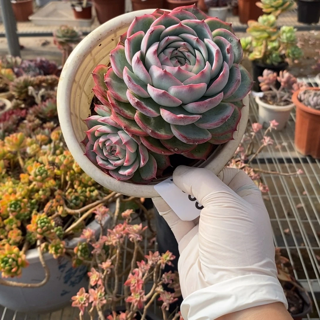 663侧影双头一物一拍