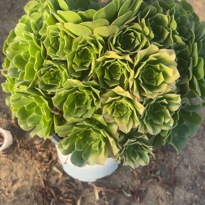 绿杨蓉歪多肉不包损50