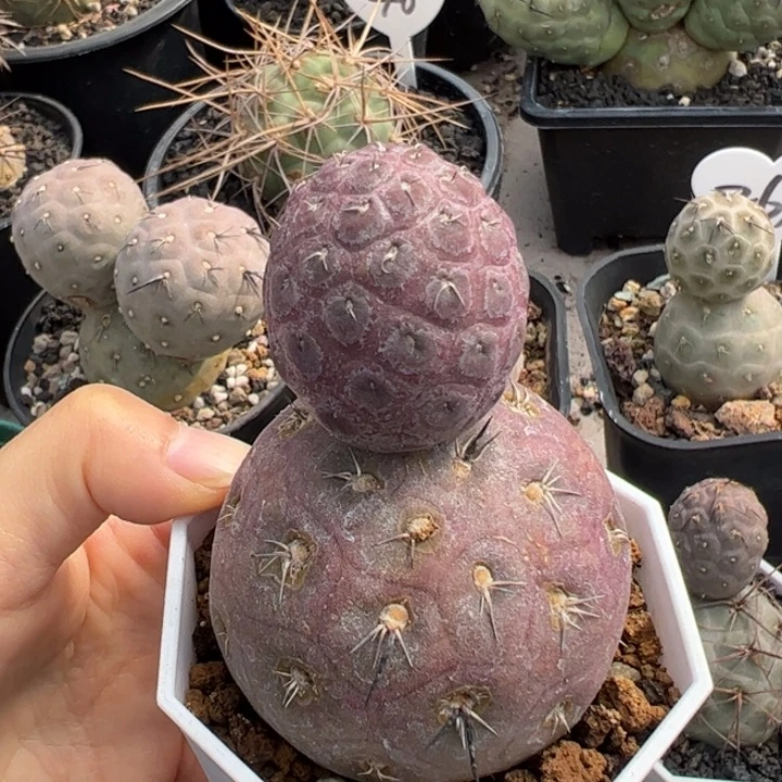 仙人球仙人球仙人球仙人球