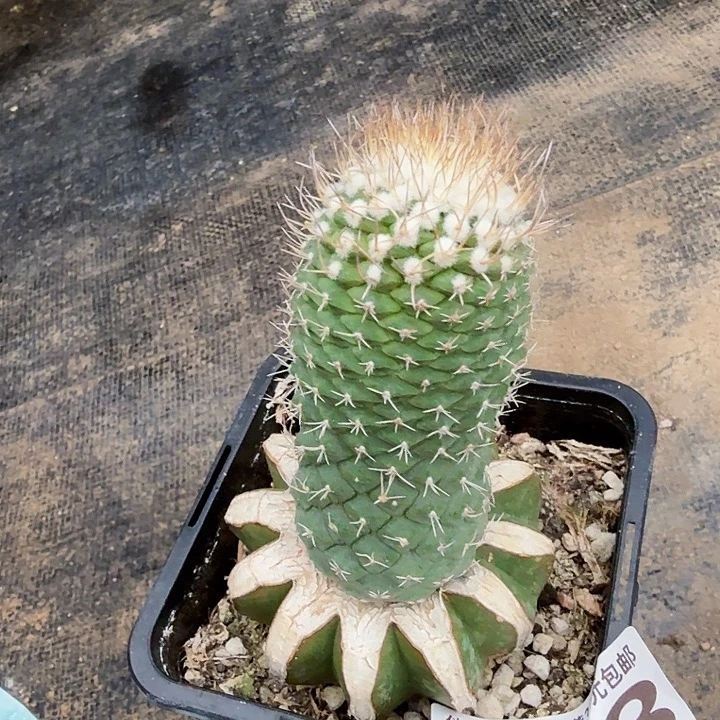 无花朵648福利菊水仙人球西一