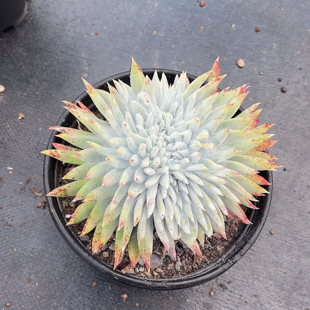 缀化，5821小鹿多肉一物一拍