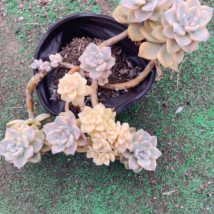 美杏锦朵朵缀555558888888