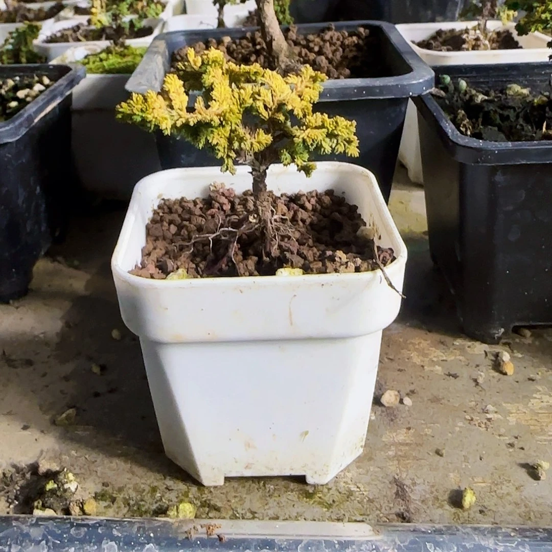 1大*暖油画盆栽盆景