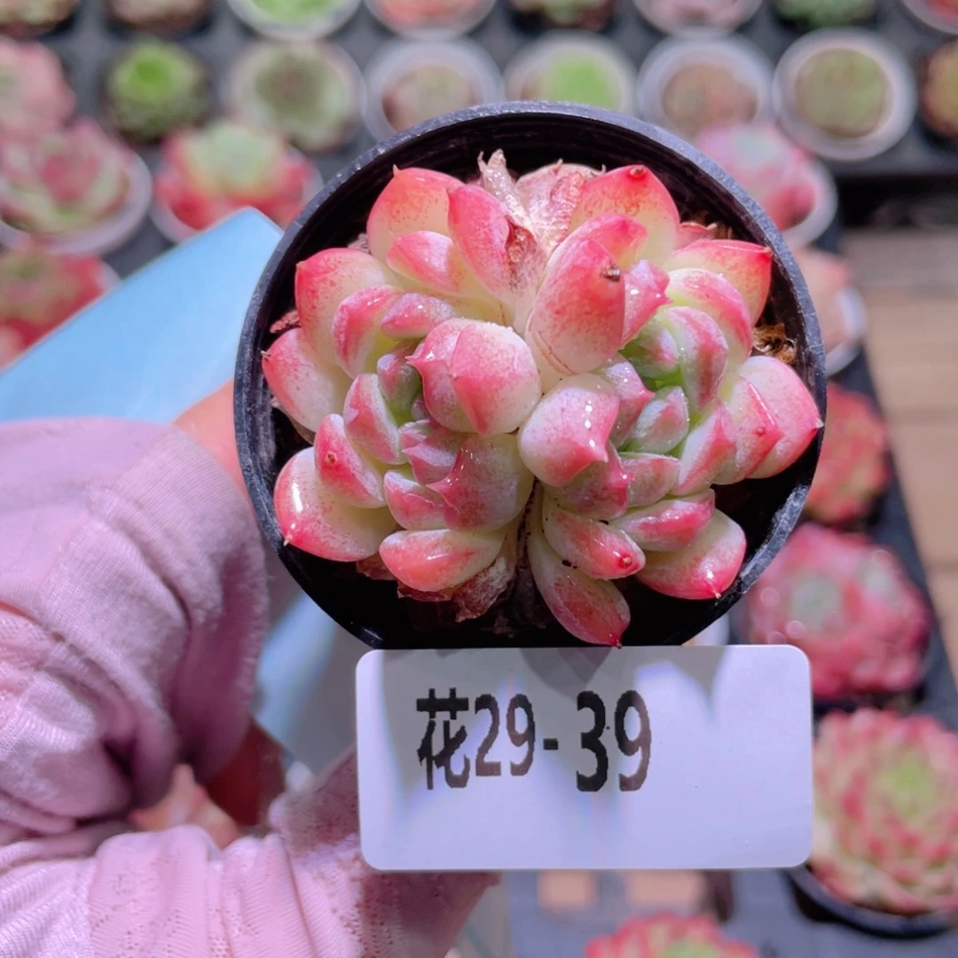 花利美29-39新品双心