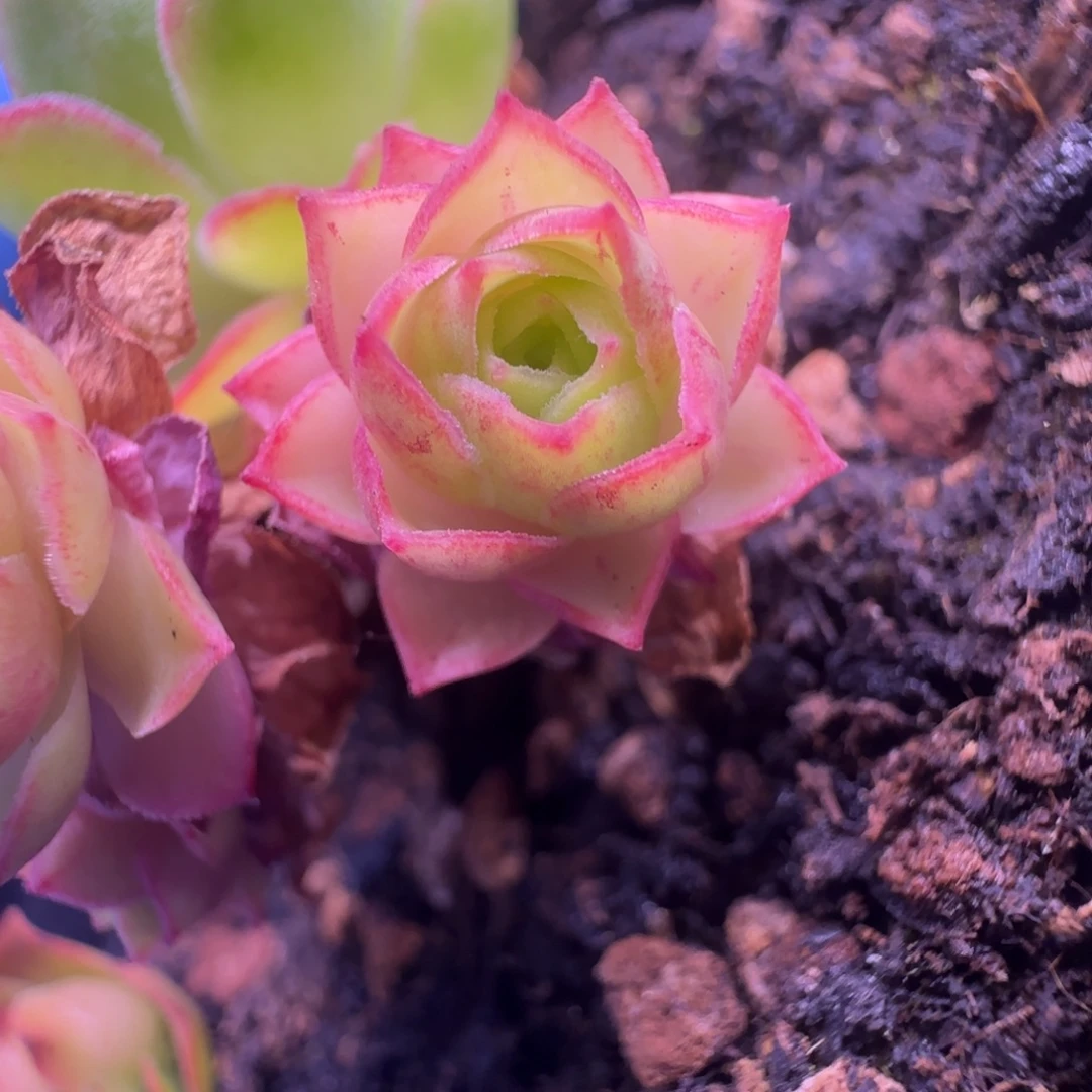 L661半城玫瑰冰轮侧芽一个不含盆土